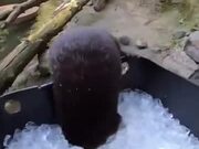 Otters Have Fun In An Ice Bucket