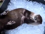 Otters Have Fun In An Ice Bucket