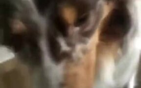 Mother Dog Brings Her Puppies To Her Owner - Animals - VIDEOTIME.COM