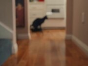 Internet Roomba Cats Teaser