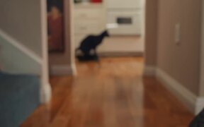Internet Roomba Cats Teaser - Commercials - VIDEOTIME.COM