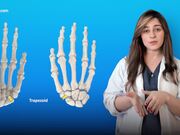 Bones Hand Anatomy