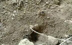 Red-Butt Wasp - Animals - VIDEOTIME.COM