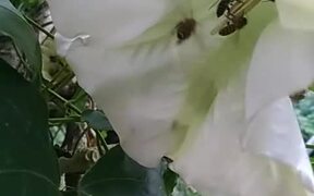 Bees On Datura - Animals - VIDEOTIME.COM