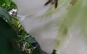 Bees On Datura - Animals - VIDEOTIME.COM