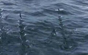 Flying Fish - Animals - VIDEOTIME.COM