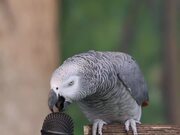 Talking Parrot