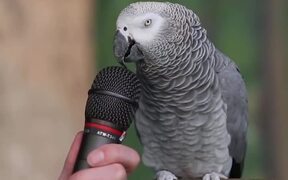 Talking Parrot - Animals - VIDEOTIME.COM