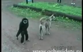 Monkey Vs Dog - Animals - VIDEOTIME.COM