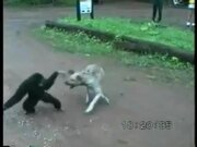 Monkey Vs Dog