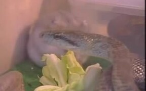 Hampster And Snake Friends - Animals - VIDEOTIME.COM