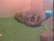 Hampster And Snake Friends