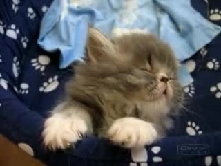 Sleepy Tired Kitten