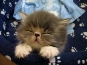 Sleepy Tired Kitten