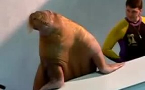 Walrus Plays the Sax - Animals - VIDEOTIME.COM