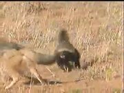 African Honey Badger Eats Snakes