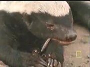 African Honey Badger Eats Snakes