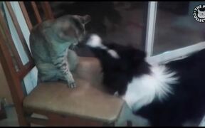 Slapping Cat - Animals - Videotime.com