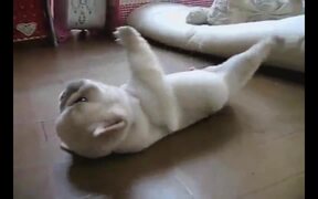Puppy Can't Roll Back Over - Animals - VIDEOTIME.COM