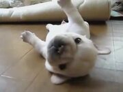 Puppy Can't Roll Back Over