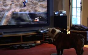 Skateboarding Dog Plays Video Game - Animals - VIDEOTIME.COM