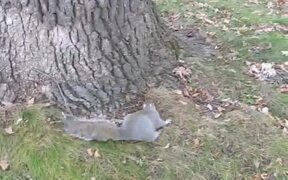 Drunk Squirrel - Animals - VIDEOTIME.COM