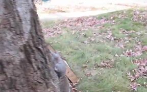 Drunk Squirrel - Animals - VIDEOTIME.COM