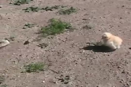 Baby Chick Fights Back