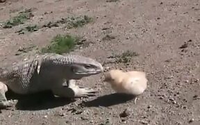 Baby Chick Fights Back - Animals - VIDEOTIME.COM