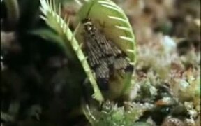 Venus Flytrap Eats Frog And Moth - Animals - VIDEOTIME.COM