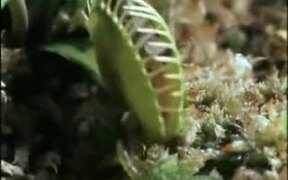 Venus Flytrap Eats Frog And Moth - Animals - VIDEOTIME.COM