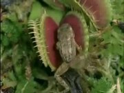 Venus Flytrap Eats Frog And Moth