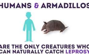 Bizarre Animal Facts