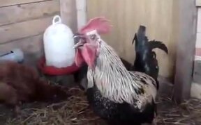 The Super Rooster's Breath - Animals - VIDEOTIME.COM