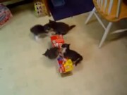 Kittens-Coca Cola Box