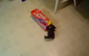 Kittens-Coca Cola Box - Animals - VIDEOTIME.COM