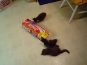 Kittens-Coca Cola Box