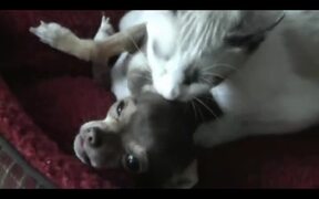 Kitten Loves Puppy - Animals - VIDEOTIME.COM
