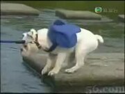 Pull Dog Across River
