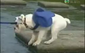 Pull Dog Across River - Animals - VIDEOTIME.COM