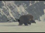 Bears Trailer