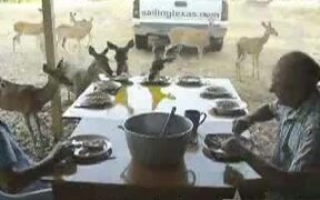 Deer For Breakfast In Texas - Animals - VIDEOTIME.COM