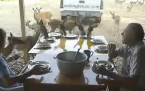 Deer For Breakfast In Texas