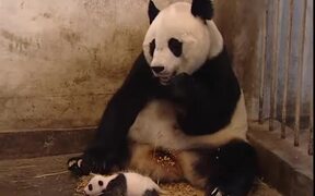 Baby Panda Sneezes - Animals - VIDEOTIME.COM