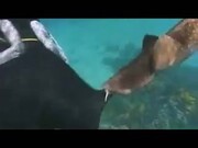 Baby Shark Attack