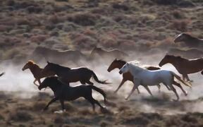 The Mustangs: America's Wild Horses Trailer - Movie trailer - VIDEOTIME.COM