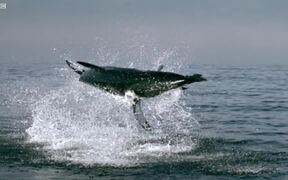 Great White Shark Video - Animals - VIDEOTIME.COM