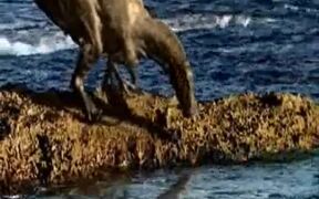 Jurassic Sea Monster - Animals - Videotime.com