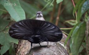 Crazy Birds Island - Animals - VIDEOTIME.COM