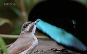 Crazy Birds Island - Animals - VIDEOTIME.COM